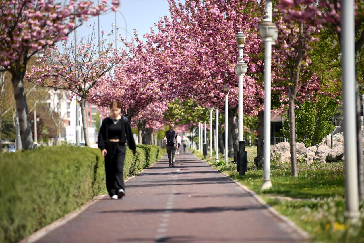 Burası Japonya değil, Konya! Sakuralar çiçek açtı 4